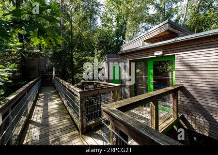 Baumhäuser im Naturerlebnispark Panarbora in Waldbroel, Bergisches Land, Nordrhein-Westfalen, Deutschland. Baumhaeuser Naturerlebnispark Panar Stockfoto