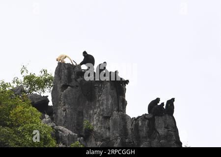 (190704) -- DAXIN, 4. Juli 2019 -- ein Albino-Baby Francois langur und andere Francois langurs werden auf einem Berg im Baoxin Village im Daxin County, südchinesische autonome Region Guangxi Zhuang, 4. Juli 2019 gesehen. Der zweite Albino Francois langur wurde am Donnerstag in Guangxi seit 2017 entdeckt, als der erste beobachtet wurde. Derzeit gibt es weltweit weniger als 2.000 Francois langurs. In China sind sie in Guangxi, Guizhou und Chongqing zu finden. Auch bekannt als Francois-Blattaffen, ist die Art eines der am stärksten gefährdeten Wildtiere Chinas und steht unter höchstem Schutz auf nationaler Ebene. ) CHINA-GUAN Stockfoto