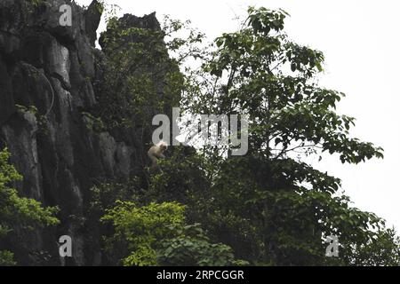 (190704) -- DAXIN, 4. Juli 2019 -- ein Albino-Baby Francois langur wird auf einem Berg im Dorf Baoxin im Kreis Daxin, südchinesische autonome Region Guangxi Zhuang, 4. Juli 2019 gesehen. Der zweite Albino Francois langur wurde am Donnerstag in Guangxi seit 2017 entdeckt, als der erste beobachtet wurde. Derzeit gibt es weltweit weniger als 2.000 Francois langurs. In China sind sie in Guangxi, Guizhou und Chongqing zu finden. Auch bekannt als Francois-Blattaffen, ist die Art eines der am stärksten gefährdeten Wildtiere Chinas und steht unter höchstem Schutz auf nationaler Ebene. ) CHINA-GUANGXI-DAXIN-WILDTIER-ALBINO Stockfoto