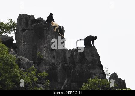 (190704) -- DAXIN, 4. Juli 2019 -- ein Albino-Baby Francois langur und andere Francois langurs werden auf einem Berg im Baoxin Village im Daxin County, südchinesische autonome Region Guangxi Zhuang, 4. Juli 2019 gesehen. Der zweite Albino Francois langur wurde am Donnerstag in Guangxi seit 2017 entdeckt, als der erste beobachtet wurde. Derzeit gibt es weltweit weniger als 2.000 Francois langurs. In China sind sie in Guangxi, Guizhou und Chongqing zu finden. Auch bekannt als Francois-Blattaffen, ist die Art eines der am stärksten gefährdeten Wildtiere Chinas und steht unter höchstem Schutz auf nationaler Ebene. ) CHINA-GUAN Stockfoto