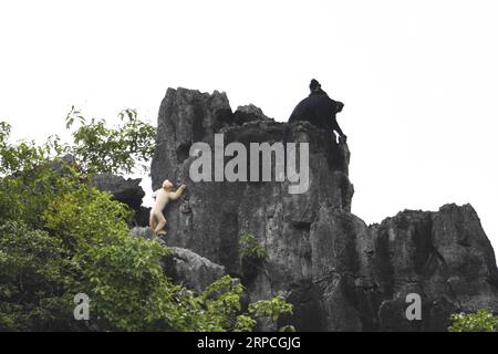 Entertainment Bilder des Tages (190704) -- DAXIN, 4. Juli 2019 -- ein Albino-Baby Francois langur und andere Francois langurs werden auf einem Berg im Baoxin Village im Daxin County, südchinesische autonome Region Guangxi Zhuang, 4. Juli 2019 gesehen. Der zweite Albino Francois langur wurde am Donnerstag in Guangxi seit 2017 entdeckt, als der erste beobachtet wurde. Derzeit gibt es weltweit weniger als 2.000 Francois langurs. In China sind sie in Guangxi, Guizhou und Chongqing zu finden. Auch bekannt als Francois-Blattaffen, ist die Art eines der am stärksten gefährdeten Wildtiere Chinas und gehört zu den landesweit führenden Tieren Stockfoto