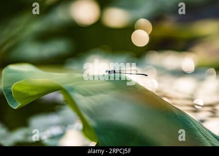 (190706) -- WEIFANG, 6. Juli 2019 -- auf einem Lotusblatt im Nanyanghe Park in Qingzhou, Stadt Weifang, Ostchinesische Provinz Shandong, 6. Juli 2019, steht Eine Damselfliege. (Foto: /Xinhua) CHINA-SUMMER-LOTUS (CN) WangxJilin PUBLICATIONxNOTxINxCHN Stockfoto