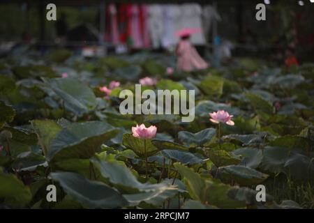 (190707) -- HANOI, 7. Juli 2019 -- Foto aufgenommen am 5. Juli 2019 zeigt Lotusblüten in einem Teich neben dem Westsee in Hanoi, Vienam. ) VIETNAM-HANOI-LOTUS-BLOSSOM WangxDi PUBLICATIONxNOTxINxCHN Stockfoto