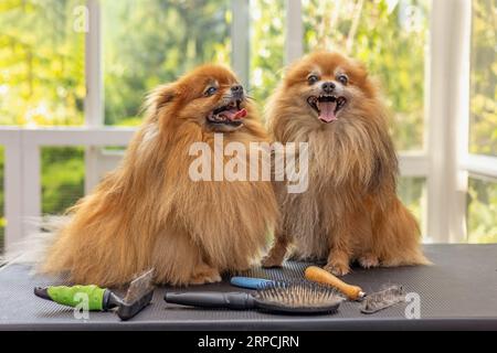 Entzückendes Paar pommersche Hunde. Posieren auf dem Tisch. Andere Hundepflegewerkzeuge sind auf dem Tisch. Stockfoto