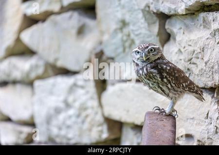 Nahaufnahme der Eule von Athena vor einer Steinmauer mit Blick auf die Kamera. Stockfoto