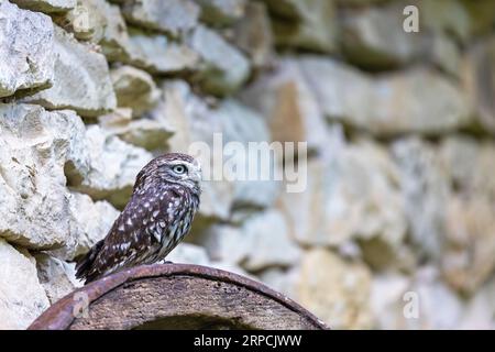 Seitenansicht des Eulen (Athene noctua), auch bekannt als die Eule von Athena, posiert vor einer Steinmauer mit Blick auf den freien Platz, der bereit ist Stockfoto