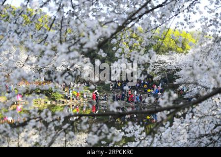 (190708) -- PEKING, 8. Juli 2019 -- Touristen sehen Kirschblüten im Hunan Forest Botanical Garden in Changsha, Hauptstadt der zentralchinesischen Provinz Hunan, 25. März 2019. Die Provinz Hunan liegt in Zentralchina und ist für ihre abwechslungsreiche Topographie bekannt. Er grenzt im Norden an den Dongting Lake, und die Ost-, Süd- und Westseite der Provinz sind von Bergen umgeben, mit den Wuling- und Xuefeng-Bergen im Westen, dem Nanling-Berg im Süden, den Luoxiao- und den Mufu-Bergen im Osten. Die Flüsse Xiangjiang, Zijiang, Yuanjiang und Lishui treffen am Yangtze River am Dongting Lake zusammen Stockfoto