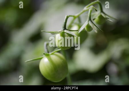 Tomaten auf einem Ast. Grün wachsende Kirschtomaten mit Blättern auf einem Ast. Ein Haufen Tomatenfrüchte auf einem unscharfen grünen Hintergrund Stockfoto