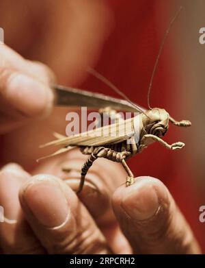 (190712) -- PEKING, 12. Juli 2019 -- Han Liuye kreiert in seiner Werkstatt in Shijiazhuang, Hauptstadt der nordchinesischen Provinz Hebei, am 10. Juli 2019 ein Strohhandwerk. Han Liuye, ein Strohhandwerker aus der Stadt Zhangjiakou, hat von seiner Großmutter schon seit seiner Jugend gelernt, Strohhandwerk zu machen. Als er 10 war, war Han in der Lage, verschiedene Kunstwerke aus Materialien wie Maisschalen und Schilfblättern zu schaffen. Han richtete einen Workshop ein, um traditionelle Techniken mit Innovation zu kombinieren, um die Fähigkeiten zu übernehmen. Er besuchte auch Schulen und Gemeinden, um die Kunst des Strohhandi zu demonstrieren Stockfoto