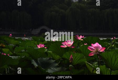 (190714) -- JINAN, 14. Juli 2019 -- Foto aufgenommen am 14. Juli 2019 zeigt Lotusblüten auf dem Daming Lake in Jinan, ostchinesische Provinz Shandong. ) CHINA-SHANDONG-JINAN-DAMING LAKE-LOTUS (CN) WANGXKAI PUBLICATIONXNOTXINXCHN Stockfoto