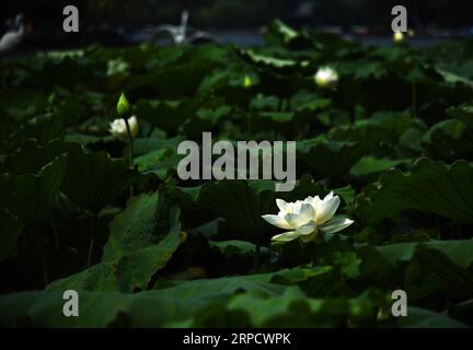 (190714) -- JINAN, 14. Juli 2019 -- Foto aufgenommen am 14. Juli 2019 zeigt Lotusblüten auf dem Daming Lake in Jinan, ostchinesische Provinz Shandong. ) CHINA-SHANDONG-JINAN-DAMING LAKE-LOTUS (CN) WANGXKAI PUBLICATIONXNOTXINXCHN Stockfoto