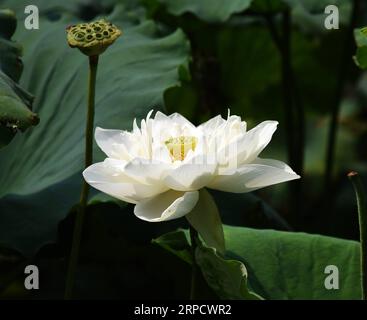 (190714) -- JINAN, 14. Juli 2019 -- Foto aufgenommen am 14. Juli 2019 zeigt eine Lotusblume auf dem Daming Lake in Jinan, ostchinesische Provinz Shandong. ) CHINA-SHANDONG-JINAN-DAMING LAKE-LOTUS (CN) WANGXKAI PUBLICATIONXNOTXINXCHN Stockfoto