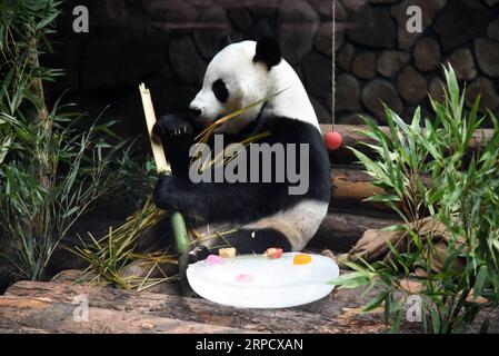 (190715) -- JINAN, 15. Juli 2019 -- Riesenpanda Erxi genießt Bambus in Jinan Wildlife World in Jinan, ostchinesische Provinz Shandong, 15. Juli 2019. Die Behörden des Zoos haben Maßnahmen ergriffen, um den riesigen Panda im Sommer kühl zu halten. ) CHINA-JINAN-RIESE PANDA-SOMMER (CN) WANGXKAI PUBLICATIONXNOTXINXCHN Stockfoto