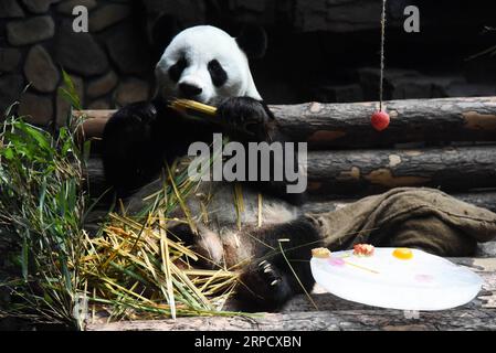 (190715) -- JINAN, 15. Juli 2019 -- Riesenpanda Erxi genießt Bambus in Jinan Wildlife World in Jinan, ostchinesische Provinz Shandong, 15. Juli 2019. Die Behörden des Zoos haben Maßnahmen ergriffen, um den riesigen Panda im Sommer kühl zu halten. ) CHINA-JINAN-RIESE PANDA-SOMMER (CN) WANGXKAI PUBLICATIONXNOTXINXCHN Stockfoto