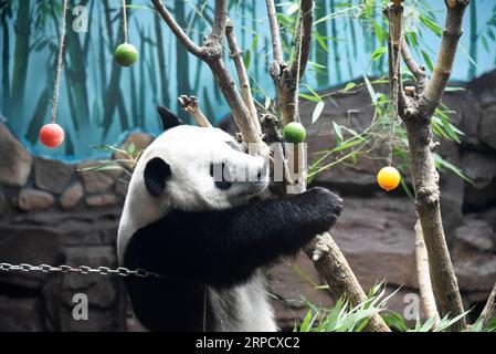 (190715) -- JINAN, 15. Juli 2019 -- Riesenpanda Erxi genießt Früchte zum Abkühlen in der Jinan Wildlife World in Jinan, ostchinesische Provinz Shandong, 15. Juli 2019. Die Behörden des Zoos haben Maßnahmen ergriffen, um den riesigen Panda im Sommer kühl zu halten. ) CHINA-JINAN-RIESE PANDA-SOMMER (CN) WANGXKAI PUBLICATIONXNOTXINXCHN Stockfoto