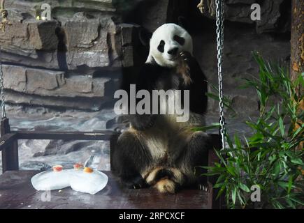 (190715) -- JINAN, 15. Juli 2019 -- Riesenpanda Erxi genießt Essen in der Jinan Wildlife World in Jinan, ostchinesische Provinz Shandong, 15. Juli 2019. Die Behörden des Zoos haben Maßnahmen ergriffen, um den riesigen Panda im Sommer kühl zu halten. ) CHINA-JINAN-RIESE PANDA-SOMMER (CN) WANGXKAI PUBLICATIONXNOTXINXCHN Stockfoto