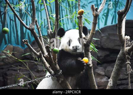 (190715) -- JINAN, 15. Juli 2019 -- Riesenpanda Erxi genießt Früchte zum Abkühlen in der Jinan Wildlife World in Jinan, ostchinesische Provinz Shandong, 15. Juli 2019. Die Behörden des Zoos haben Maßnahmen ergriffen, um den riesigen Panda im Sommer kühl zu halten. ) CHINA-JINAN-RIESE PANDA-SOMMER (CN) WANGXKAI PUBLICATIONXNOTXINXCHN Stockfoto