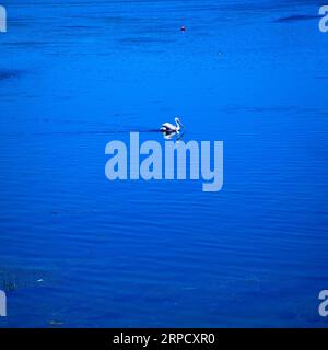 Pelikan-Vogel in seinem Lebensraum am Ulubat oder Uluabat Lake in Bursa, Golyazi Türkei Stockfoto