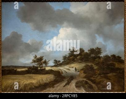 Jacob van Ruisdael, das Maisfeld, Öl auf Leinwand, Ulster Museum, Belfast, Nordirland, Vereinigtes Königreich Stockfoto