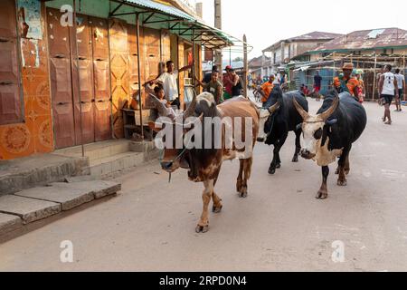 Miandrivazo, Madagaskar - 1. November 2022: Eine tägliche Szene von Viehherden, die durch die Straßen der Stadt Miandrivazo getrieben werden. Rinder sind wichtig Stockfoto