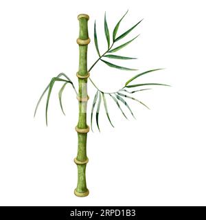 Bambusstamm mit Ästen und grünen Blättern Aquarellzeichnung. Tropische Natur von Hand gezeichnet realistische Clipart Stockfoto