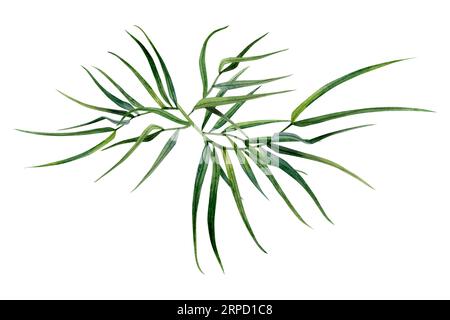 Abstrakte Bambuszweige mit Blättern Aquarellillustration. Tropisches Naturklima für asiatische Kulturgestaltung Stockfoto