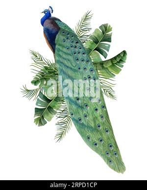 Pfau sitzt auf Ästen in tropischen Palmblättern Aquarellillustration. Sommer Natur realistische Klippe Stockfoto