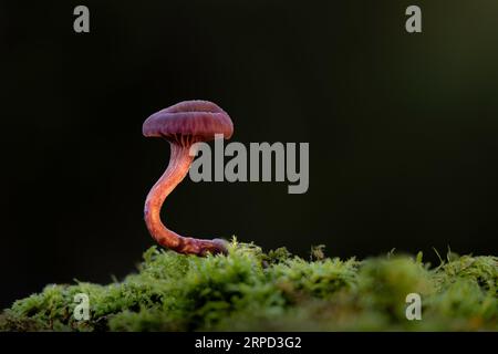 Amethyst Deceiver (Laccaria amethystea), New Forest National Park, Hampshire, England, Vereinigtes Königreich Stockfoto