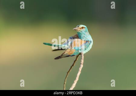 European Roller (Coracias garrulous) Bulgarien Stockfoto