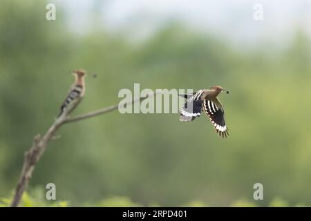 Wiedehopf (Upupa epops), Paar mit Futter für junge, Bratsigovo, Bulgarien Stockfoto