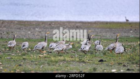 (190723) -- LHASA, 23. Juli 2019 -- Stangengänse ruhen in der Nähe des Sees des Yamzbog Yumco Sees im Nagarze County von Shannan, südwestchinesische Autonome Region Tibet, 22. Juli 2019. ) CHINA-TIBET-YAMZBOG YUMCO SEENLANDSCHAFT (CN) JIGMEXDORJE PUBLICATIONXNOTXINXCHN Stockfoto