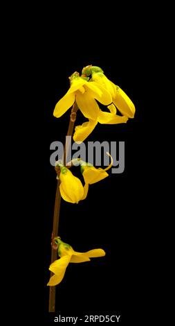 Gelbe Forsythia Blume blüht auf schwarzem Hintergrund. Stockfoto