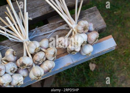 Die Knoblauchernte liegt auf einer Bank. Knoblauchbündel im Herbst, Ernte. Stockfoto