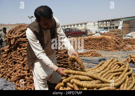 Kandahar, Afghanistan. September 2023. Ein Mann arrangiert getrocknete Feigen auf einem Markt in der Provinz Kandahar, Afghanistan, 4. September 2023. Feigen sind im südlichen Kandahar und in den benachbarten Provinzen Helmand und Zabul weit verbreitet. Die süße Frucht wird als Medizin in der traditionellen homöopathischen Behandlung im kriegszerstörten Land verwendet. Quelle: Arghand/Xinhua/Alamy Live News Stockfoto