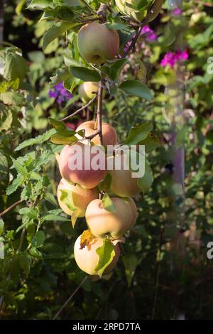 Reife Äpfel auf dem Baum, bereit für die Ernte. Stockfoto
