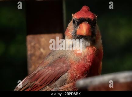 Ein nördlicher Kardinal im Schatten auf dem Deck Stockfoto