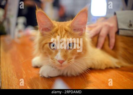 (190728) -- KUALA LUMPUR, 28. Juli 2019 -- Eine Katze wird bei einem Wettbewerb der National MEOW Championship 2019 in Kuala Lumpur, Malaysia, 28. Juli 2019 beurteilt. ) MALAYSIA-KUALA LUMPUR-NATIONALE MEOW-MEISTERSCHAFT CHONGXVOONXCHUNG PUBLICATIONXNOTXINXCHN Stockfoto