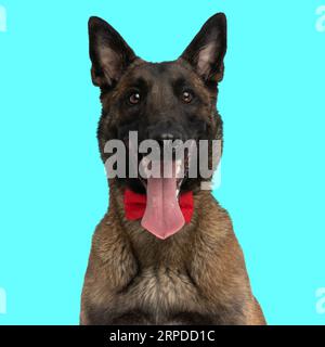 Eleganter belgischer Schäferhund Malinois Hund, der beim Sitzen die Zunge aussticht und keucht, nach vorne schaut und rote Fliege auf blauem Hintergrund trägt Stockfoto