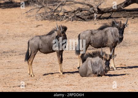 Eine kleine Herde blauer gnus, auch bekannt als Connochaetes taurinus, genießt den Sonnenschein des trockenen Kgalagadi Transfrontier Nationalparks im Süden Stockfoto