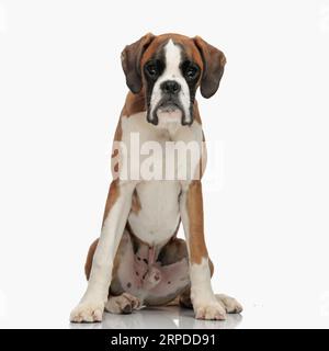 Süßer kleiner Boxerwelpe mit großen Augen, der vor weißem Hintergrund im Studio sitzt und nach vorne schaut Stockfoto