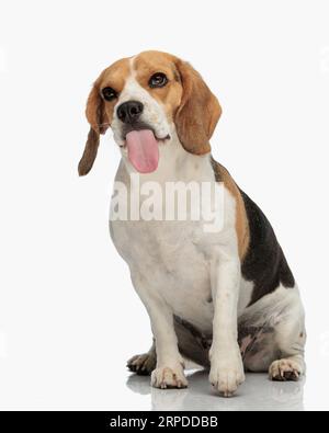 Niedlicher Beagle-Hund, der die Zunge ausstreckt und sich vor weißem Hintergrund hinsetzt Stockfoto