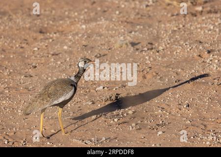 Seitenansicht eines männlichen schwarzen Korhaans, der in der trockenen Vegetation des Kgalagadi Transfrontier National Park spaziert Stockfoto