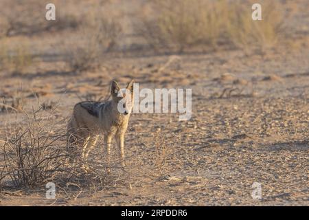 Ein erwachsener Schakal mit schwarzem Rücken steht wachsam im Sonnenlicht des Kgalagadi Transfrontier National Park, Südafrika Stockfoto