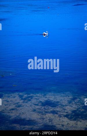 Pelikan-Vogel in seinem Lebensraum am Ulubat oder Uluabat Lake in Bursa, Golyazi Türkei Stockfoto