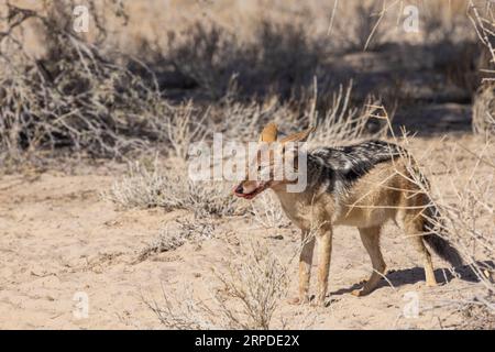 Ein Schakal mit schwarzem Rücken, Lupulella mesomelas, steht in der Sonne und leckt seinen blutverschmierten Mund, nachdem er im Kgalagadi Game Park an einem Schlachtkörper gefressen hat Stockfoto