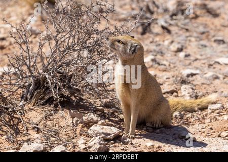 Ein erwachsener Gelber Mungo sonnt sich im Winterlicht in seinem natürlichen Lebensraum im Kgalagadi Transfrontier National Park, Südafrika Stockfoto