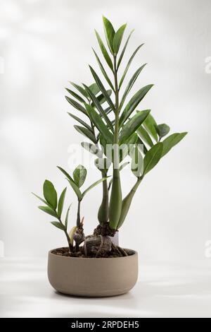 Zamioculcas zamiifolia oder Zz Pflanze auf dem Holztisch im Wohnzimmer. Stockfoto