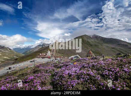 (190802) -- PEKING, 2. Aug. 2019 -- Foto aufgenommen am 28. Juni 2019 zeigt Azalea-Blüten, die auf dem Zheduo-Berg in der südwestlichen chinesischen Provinz Sichuan blühen. Sichuan liegt im Südwesten Chinas und ist eine Binnenprovinz mit verschiedenen biologischen Ressourcen und Landschaften. Sichuan wird oft als riesige Panda-Hauptstadt der Welt bezeichnet, da mehr als 70 % wilde Pandas in der Provinz leben. Um die Arten wieder vom Aussterben zu bringen, haben die zuständigen Behörden in einem regionalen beirat Maßnahmen zum Schutz und zur Wiederherstellung von Lebensräumen sowie zum Ausbau und Bau von Naturschutzgebieten und Brutstätten umgesetzt Stockfoto