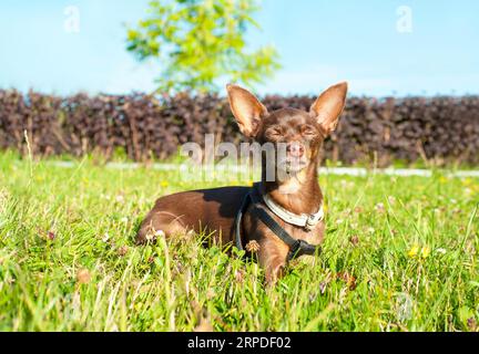 Kleiner brauner Spielzeugterrier, der im Sommerpark mit geschlossenen Augen auf grünem Gras döst. Mehrfarbiges horizontales Außenbild. Stockfoto