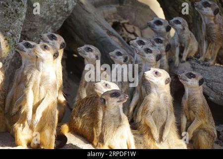 Eine Gruppe von Erdmännchen, die sich auf dem trockenen, sandigen Gelände ihres natürlichen Lebensraums zusammenfinden Stockfoto